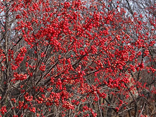 Berry Heavy® Winterberry - Ilex - Vivid - Also Bonsai! - Proven