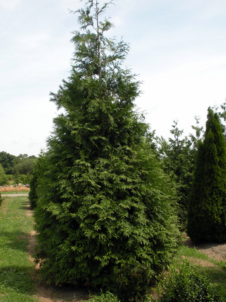 Spring Grove® Western Arborvitae Thuja plicata - 4" Pot - Proven Winners