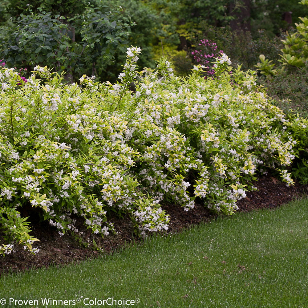 Chardonnay Pearls® Deutzia gracilis 'Duncan' - 4" Pot - Proven Winners Chardonnay Pearls® Deutzia gracilis 'Duncan' - 4" Pot - Proven Winners