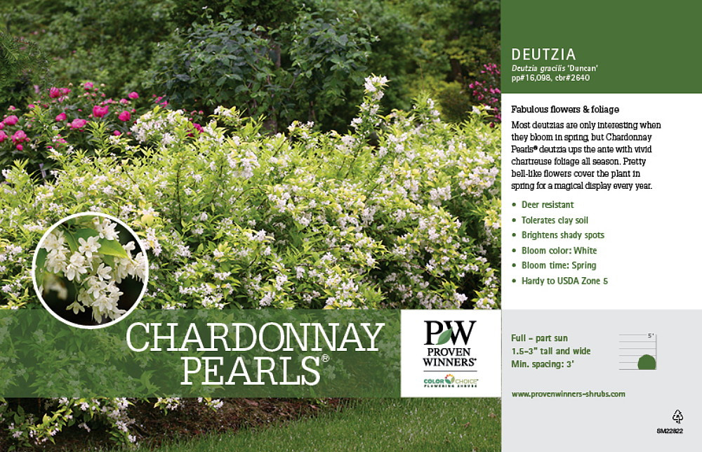 Chardonnay Pearls® Deutzia gracilis 'Duncan' - 4" Pot - Proven Winners Chardonnay Pearls® Deutzia gracilis 'Duncan' - 4" Pot - Proven Winners