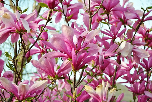 Ann Star Magnolia Tree - Outdoors or Bonsai - Fragrant - 4" pot