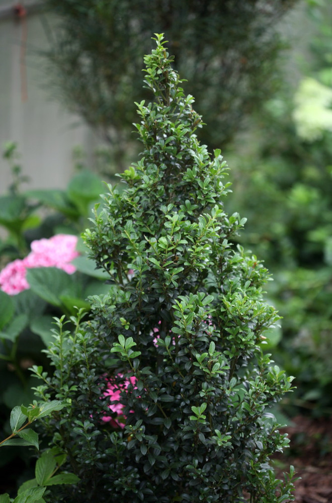 SKY BOX® Japanese Holly - 4" pot - Ilex crenata - Partial Sun to Full Sun