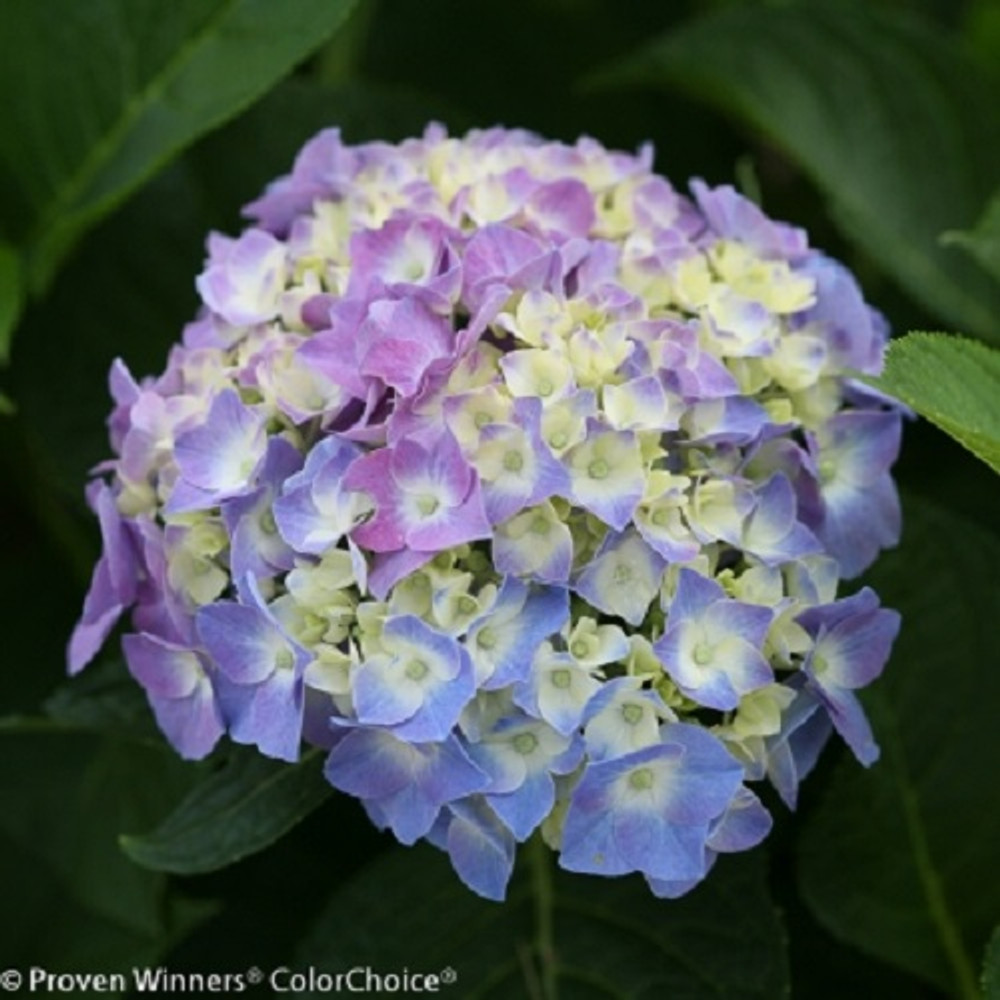 Let's Dance® Blue Jangles™ Reblooming Hydrangea - 4" Pot - Proven Winners