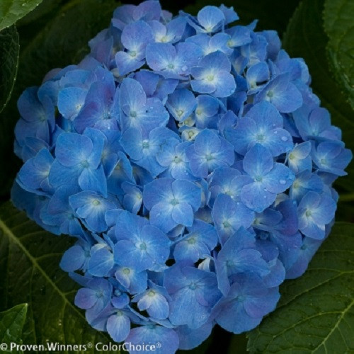 Let's Dance® Blue Jangles™ Reblooming Hydrangea - 4
