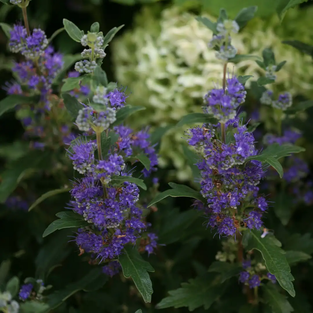Beyond Midnight® Bluebeard - 4" pot - Caryopteris - Proven Winners