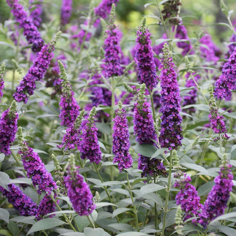 Miss Violet Butterfly Bush - 4" pot - Buddleia - Proven Winners Miss Violet Butterfly Bush - 4" pot - Buddleia - Proven Winners