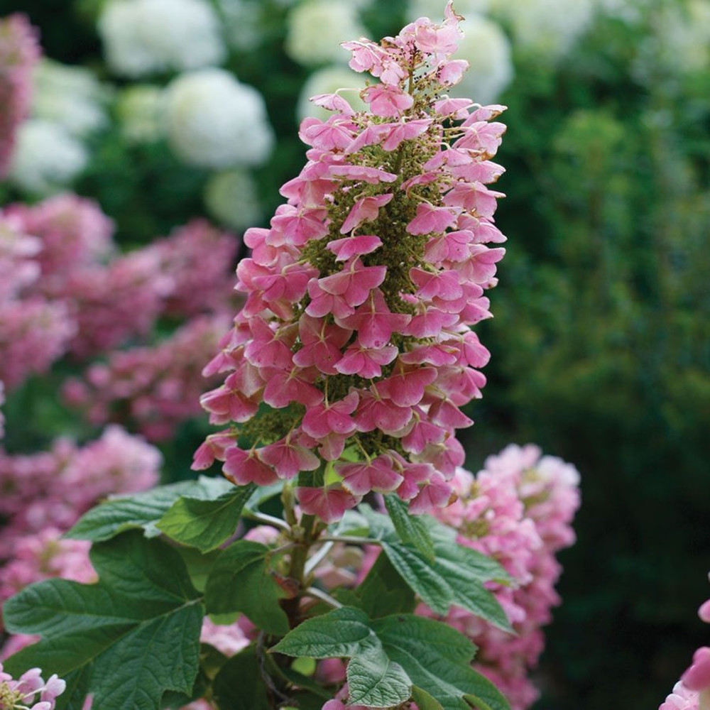 Gatsby Pink® Hydrangea - 4