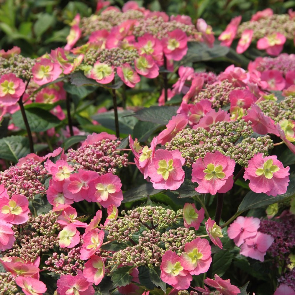 Image of Tuff stuff red hydrangea 4