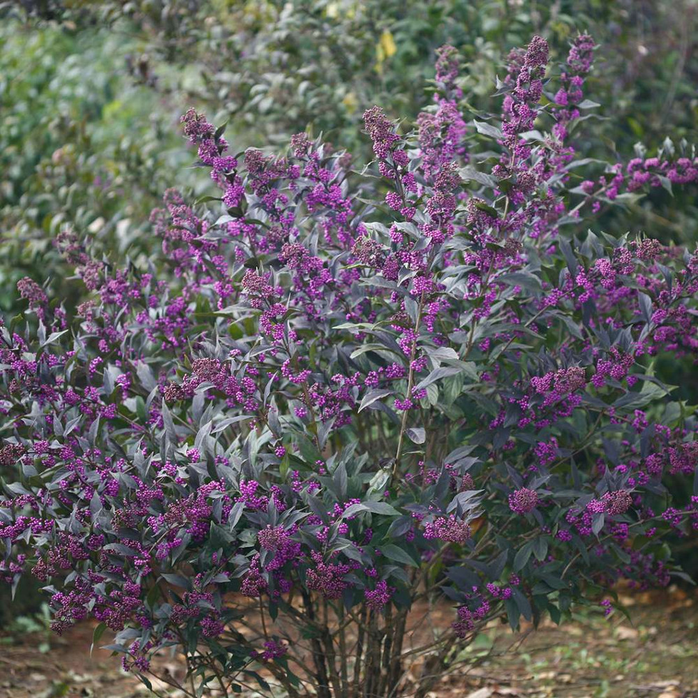 Pearl Glam® Beautyberry - 4" pot - Callicarpa - Proven Winners