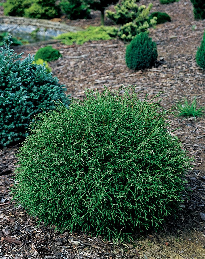 Mr. Bowling Ball® 'Linesville' Arborvitae - 4