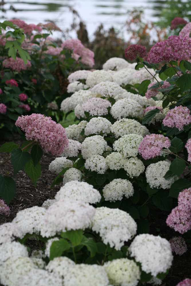 Invincibelle Wee White® Hydrangea - 4" Pot - Proven Winners