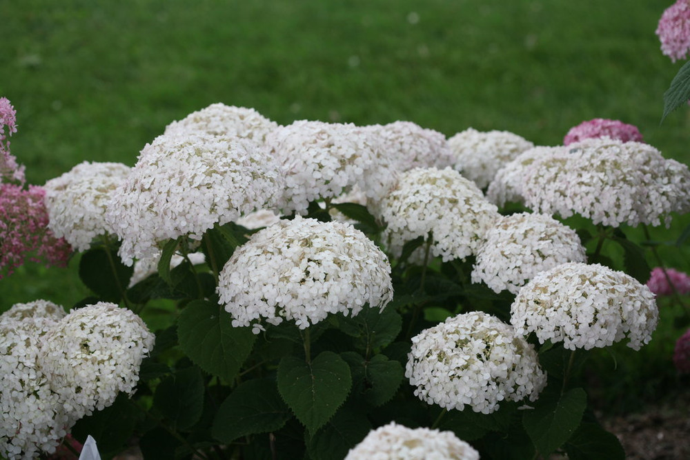 Invincibelle Wee White® Hydrangea - 4" Pot - Proven Winners