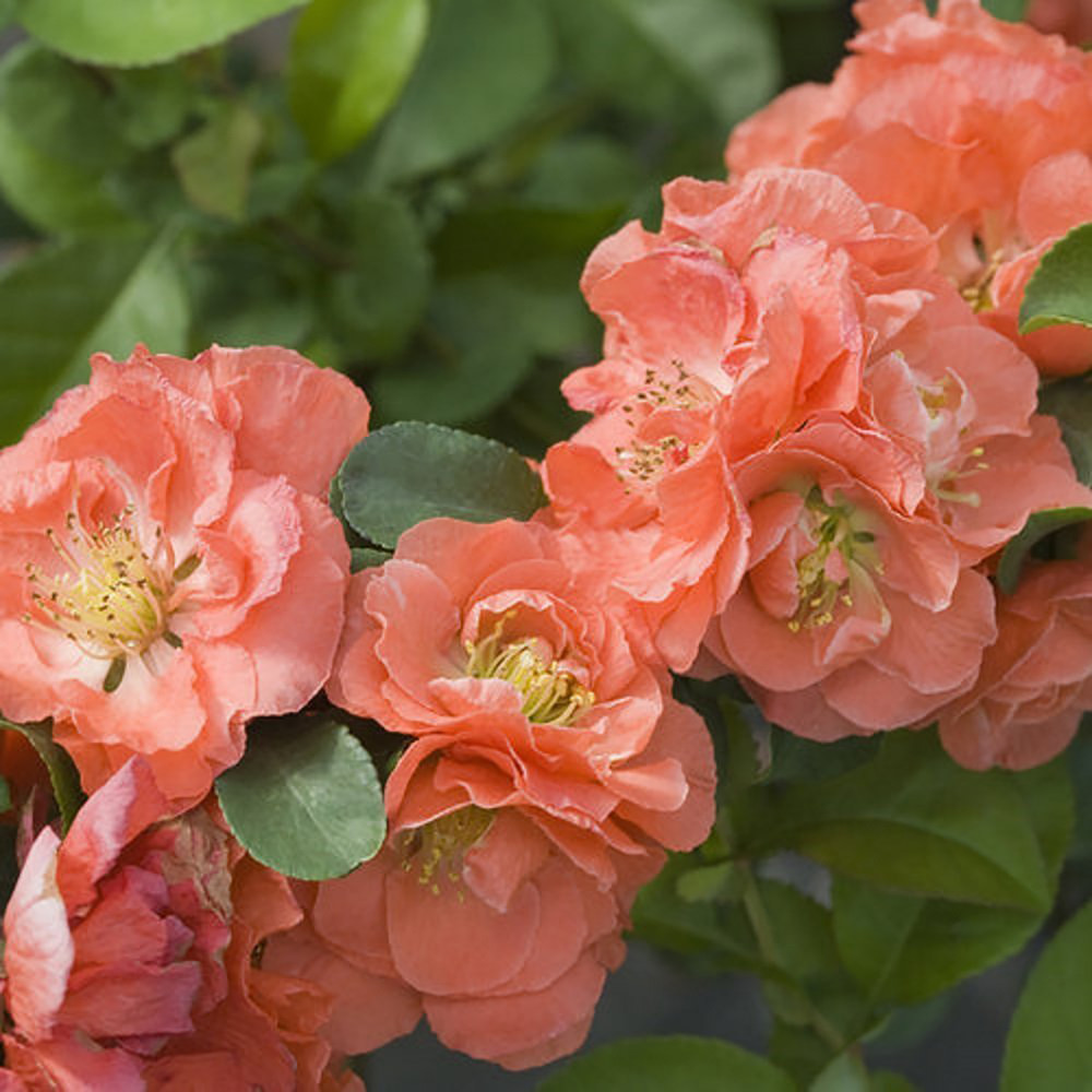 Double Take™ Chaenomeles Peach - 4" pot - Flowering Quince - Proven Winners