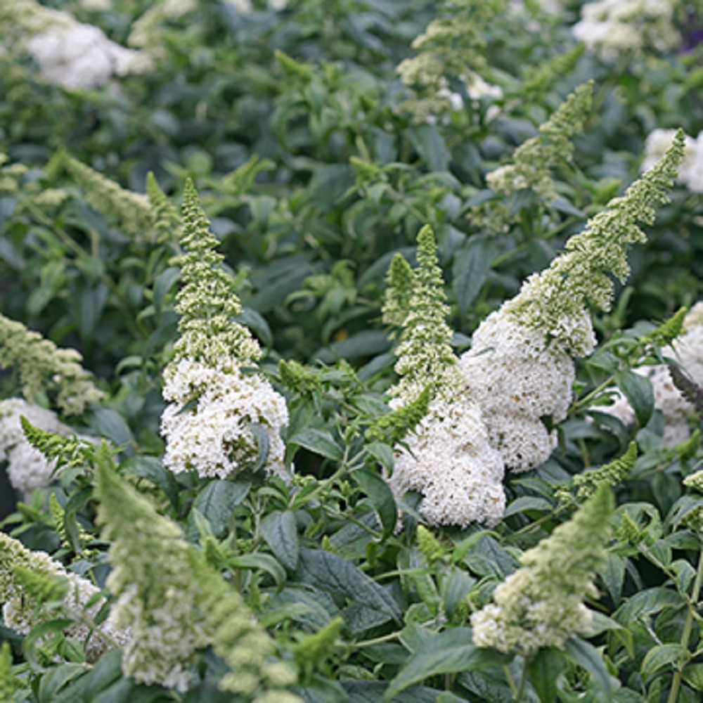 Pugster White® Butterfly Bush - 4" pot - Buddleia - Proven Winners