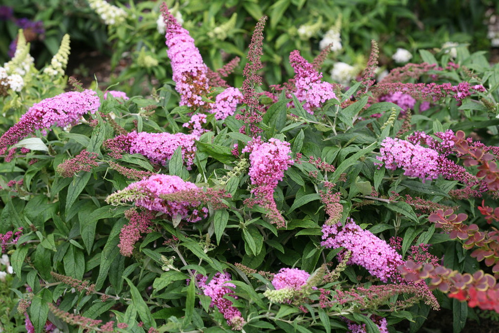 Pugster Pink® Butterfly Bush - 4" pot - Buddleia
