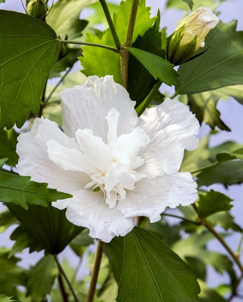 White Pillar® Hibiscus - 4 pot - Rose of Sharon - Proven Winners - Hirt's  Gardens