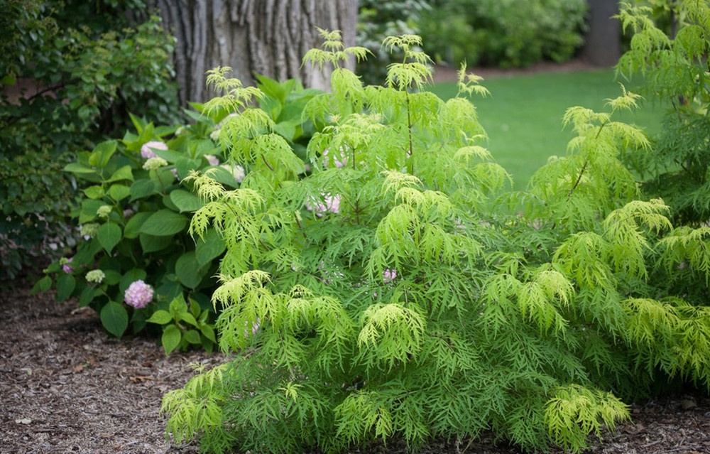 Proven Winners Lemony Lace Elderberry