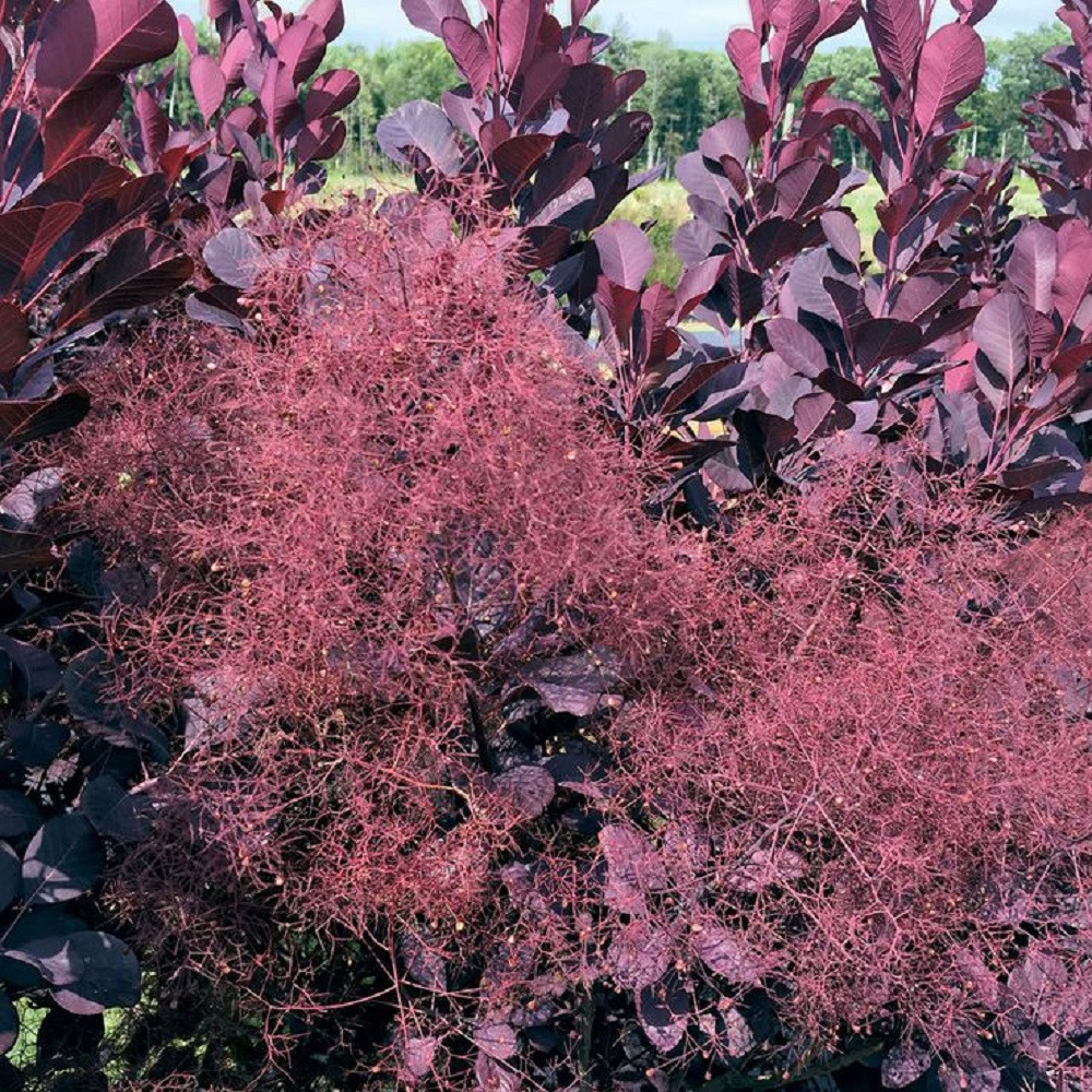 Winecraft Black Smokebush - 4