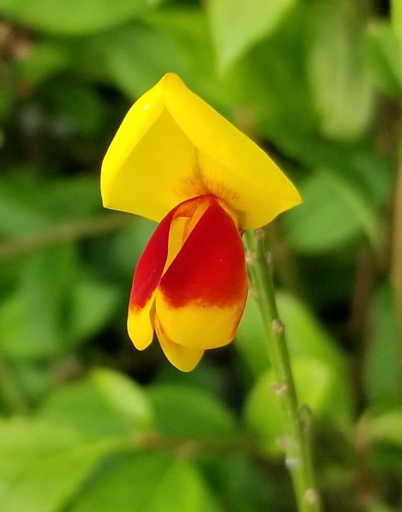 Sister Disco® Scotch Broom - 4" pot - Cytisus - Proven Winners - No Shipping to Washington State or Oregon