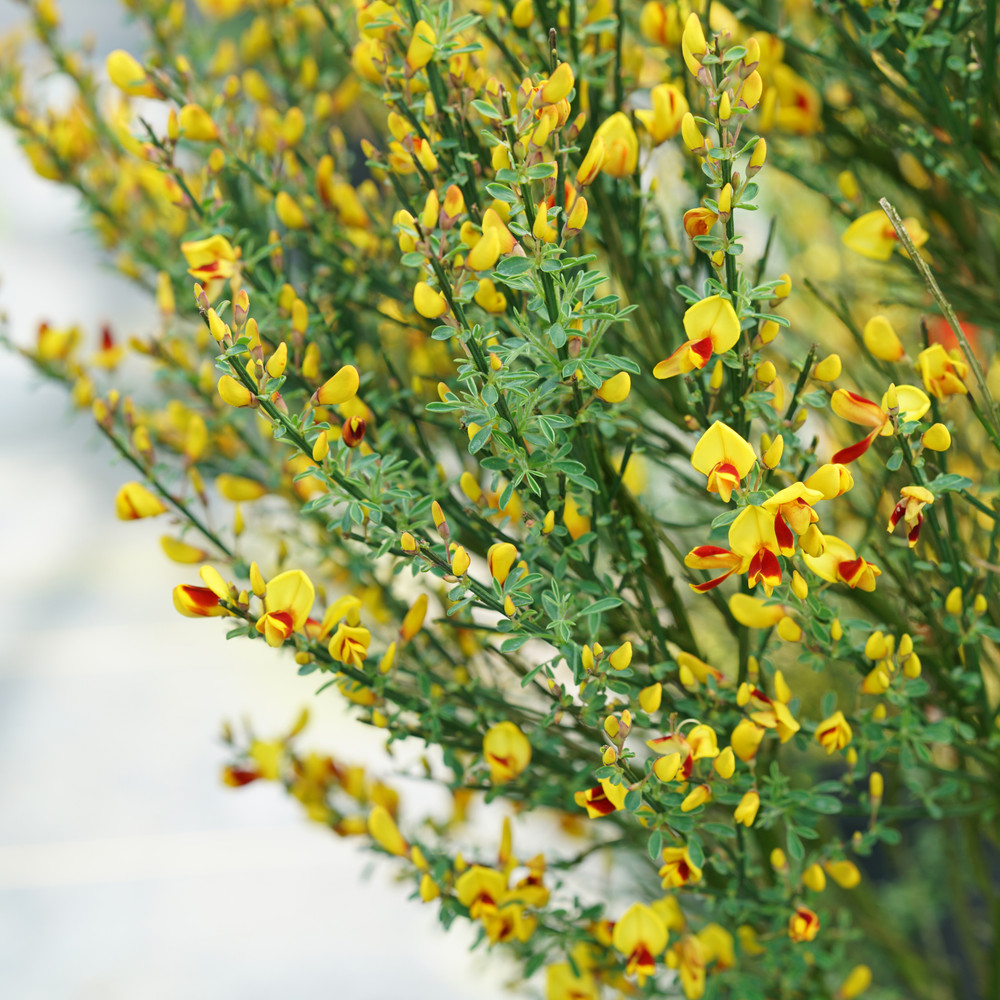 Sister Disco® Scotch Broom - 4" pot - Cytisus - Proven Winners - No Shipping to Washington State