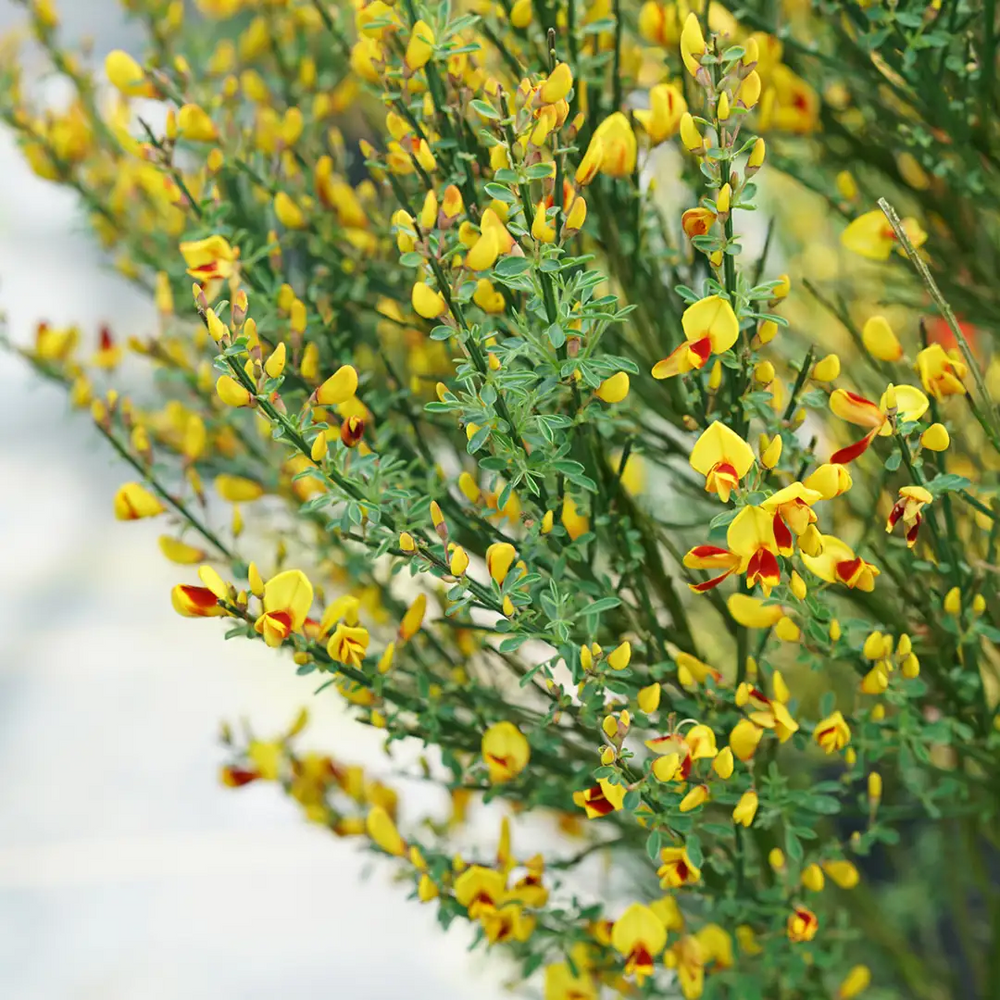 Sister Disco® Scotch Broom - 4" pot - Cytisus - Proven Winners - No Shipping to Washington State or Oregon