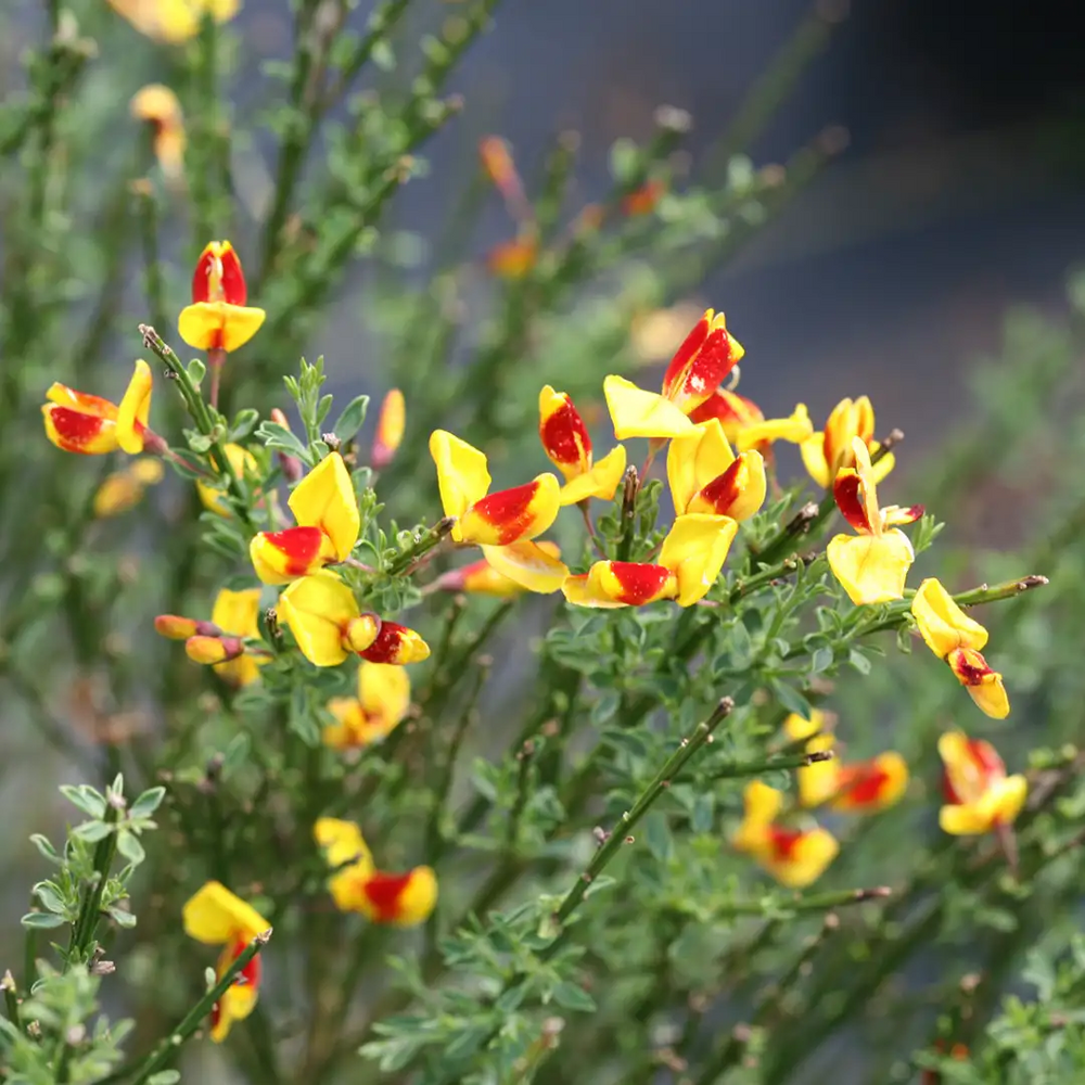 Sister Disco® Scotch Broom - 4" pot - Cytisus - Proven Winners - No Shipping to Washington State or Oregon