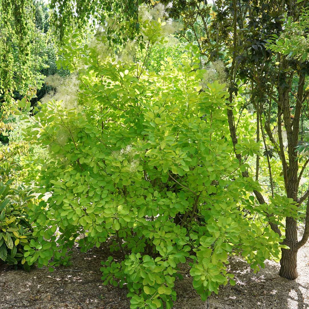 Winecraft Gold™ Smokebush - 4" Pot - Cotinus - Proven Winners