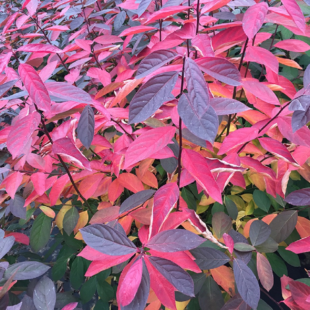 Scentlandia® Sweetspire - 4" pot - Itea - Proven Winners