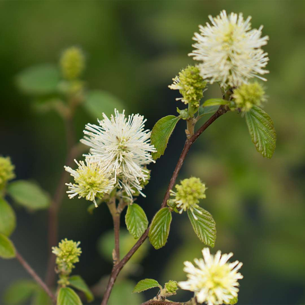 Legend Of The Fall™ - Fothergilla x intermedia PPAF - 4" pot