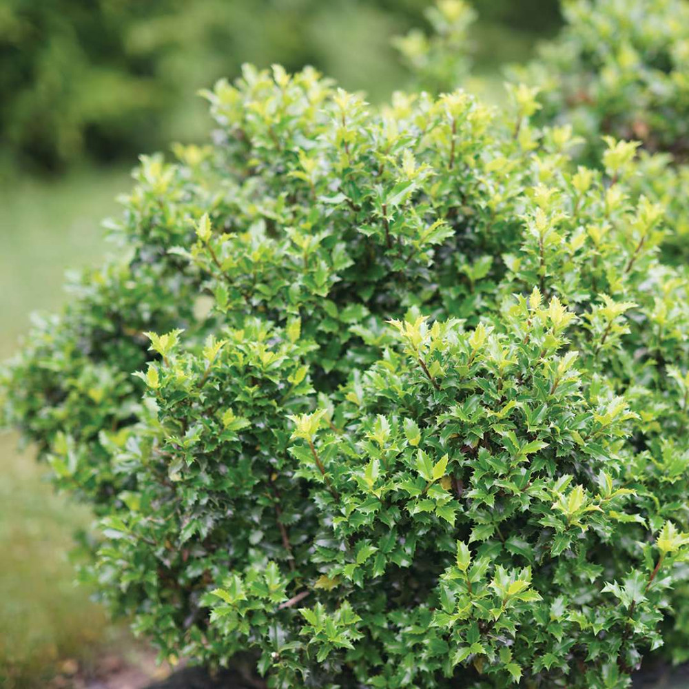 CASTLE KEEP® Blue Holly - Ilex  - 4" Pot - Proven Winners