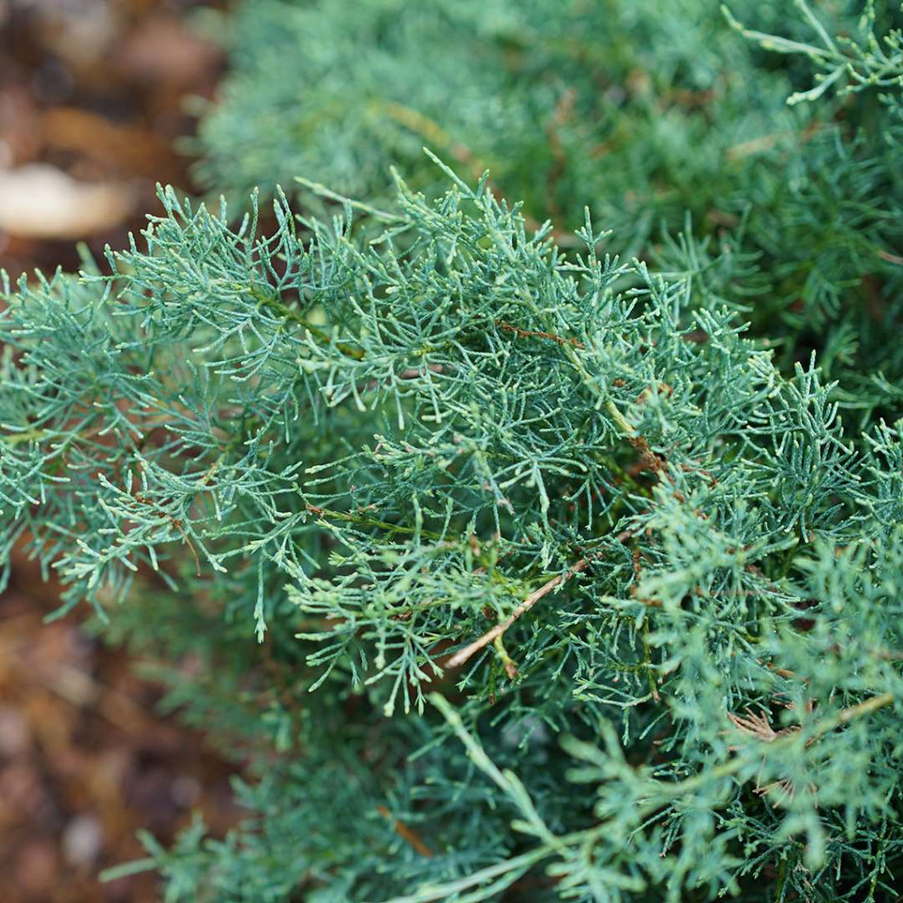 Montana Moss™Juniper - Juniperus chinensis - Proven Winners - 4" pot