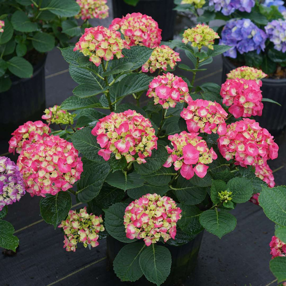 Wee Bit Giddy® Bigleaf Hydrangea - 4" pot - Proven Winners