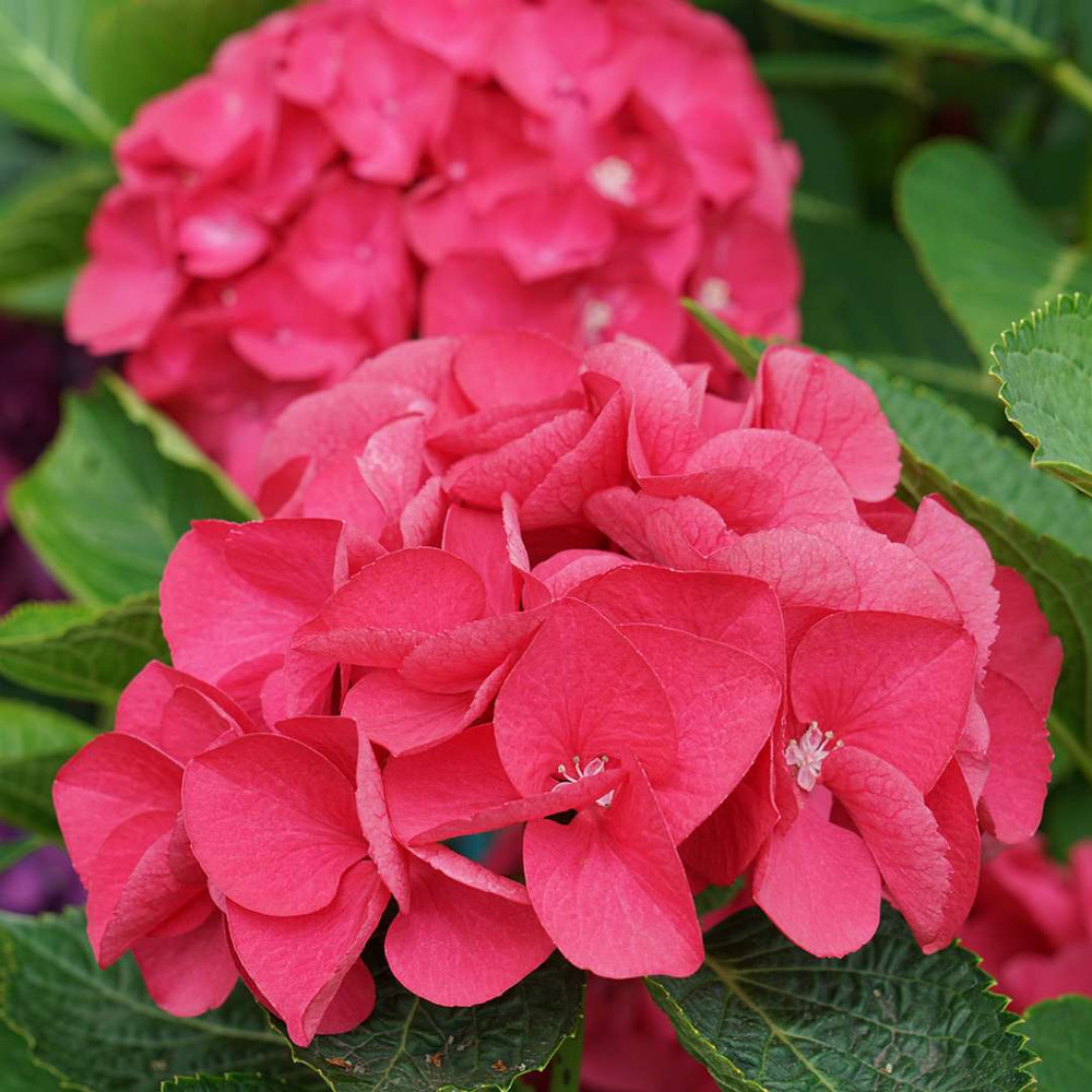 Wee Bit Giddy® Bigleaf Hydrangea - 4" pot - Proven Winners