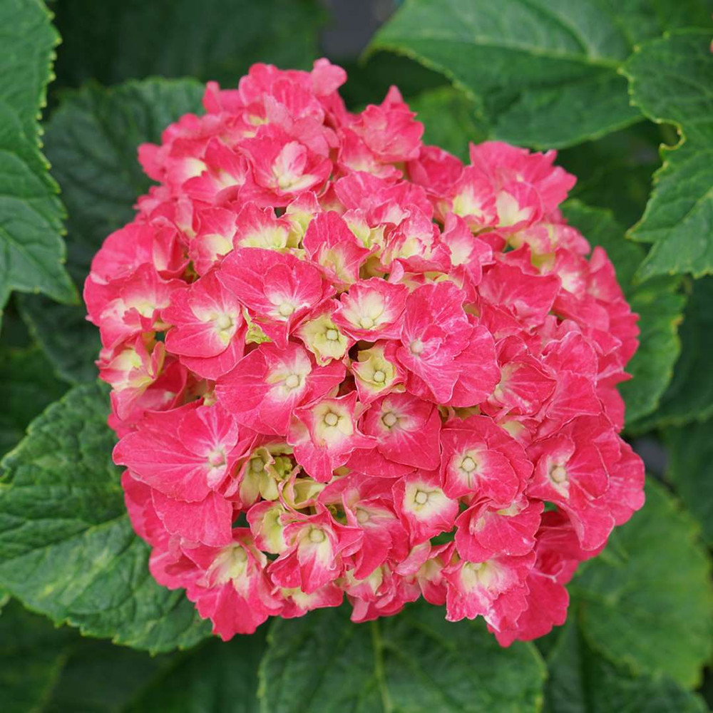 Wee Bit Grumpy® Bigleaf Hydrangea - 4" pot - Proven Winners