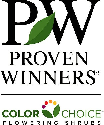 Arctic Fire® Yellow - Cornus sericea - Redtwig Dogwood - Proven Winners - 4" Pot