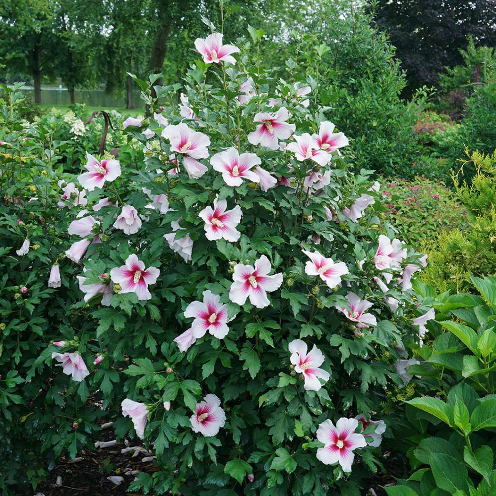 Paraplu Pink Ink® Hibiscus - Rose of Sharon - Proven Winners - 4" pot