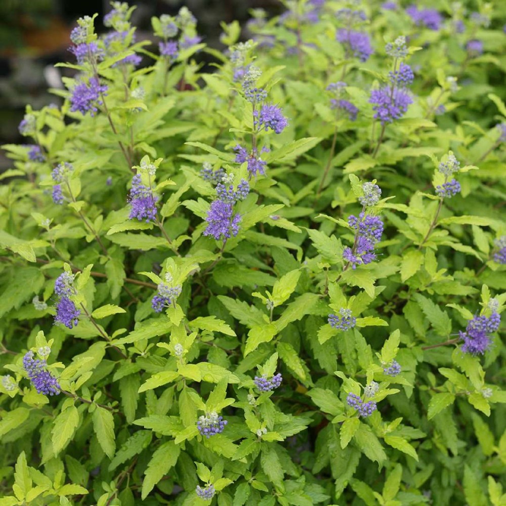 Proven Winners Sunshine Blue II Bluebeard - Thumbnail 2
