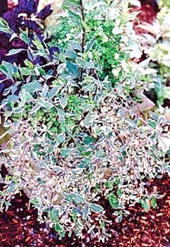 Harlequin Variegated Honeysuckle Vine - Lonicera - 2.5"  Pot