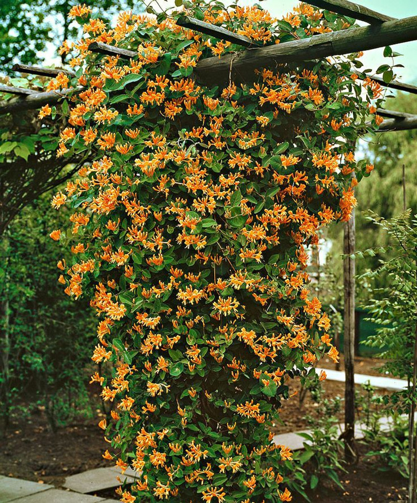 Image of Honeysuckle vine