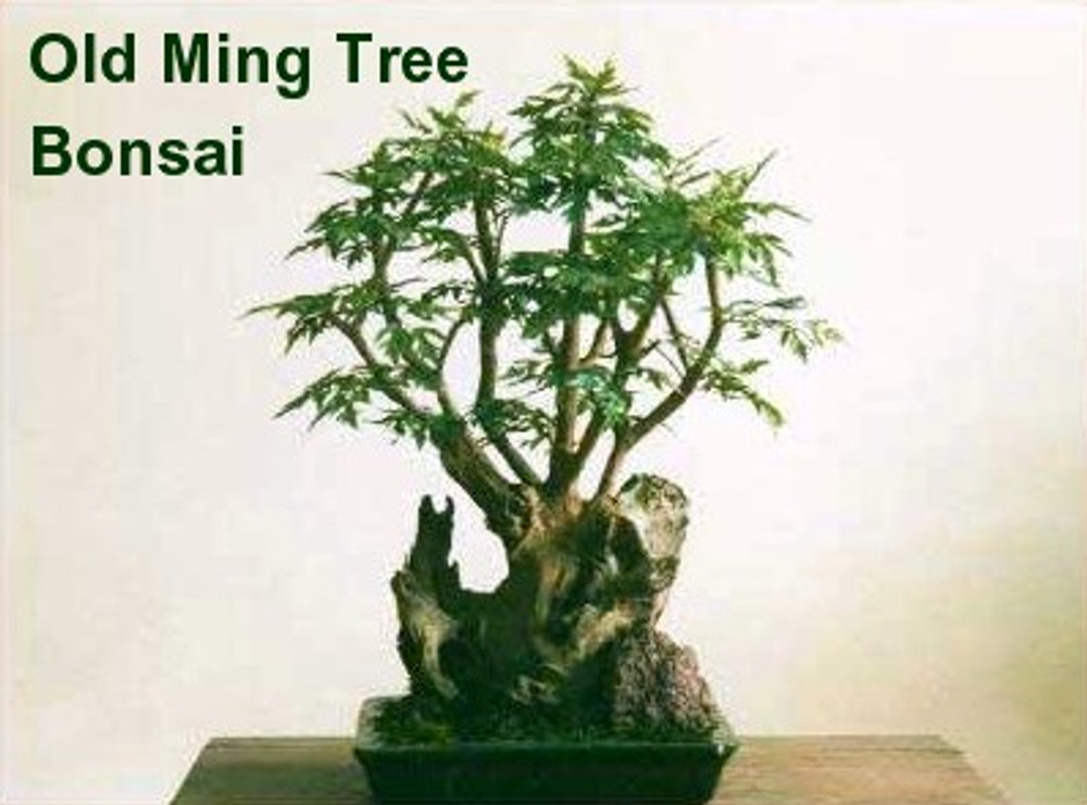 ming aralia