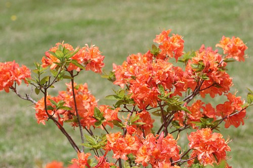 Mandarin Lights Deciduous Exbury Azalea - Very Hardy - 4" Pot