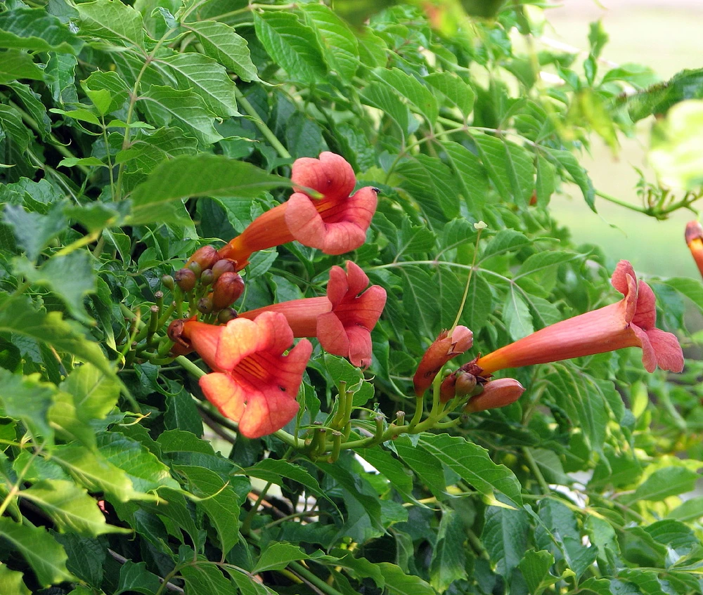 Trumpet Vine  - Campsis radicans - 2.5" Pot