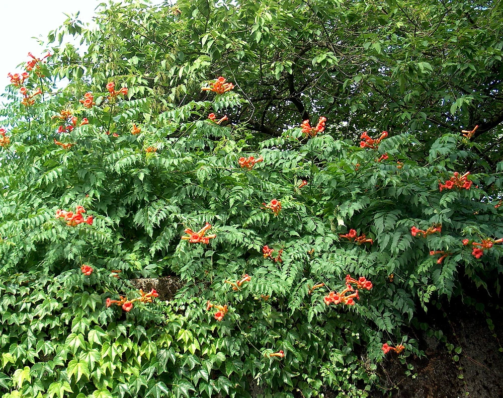 Trumpet Vine  - Campsis radicans - 2.5" Pot