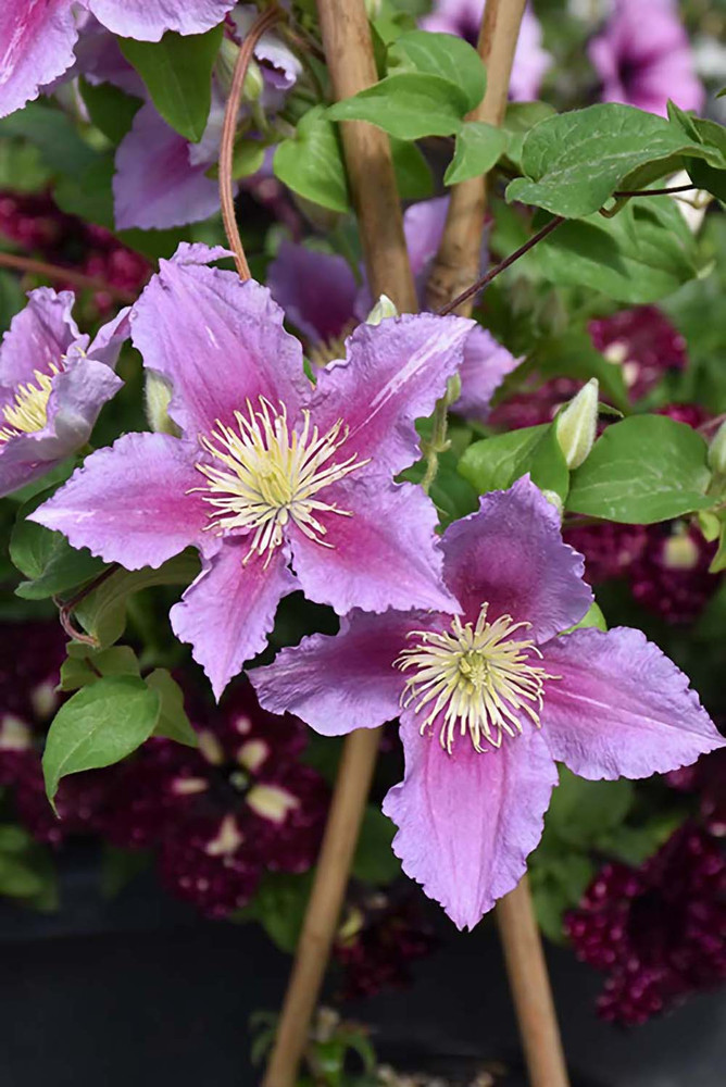 Piilu Clematis Vine - Heaviest Blooming Clematis - 2.5" Pot - Little Duckling