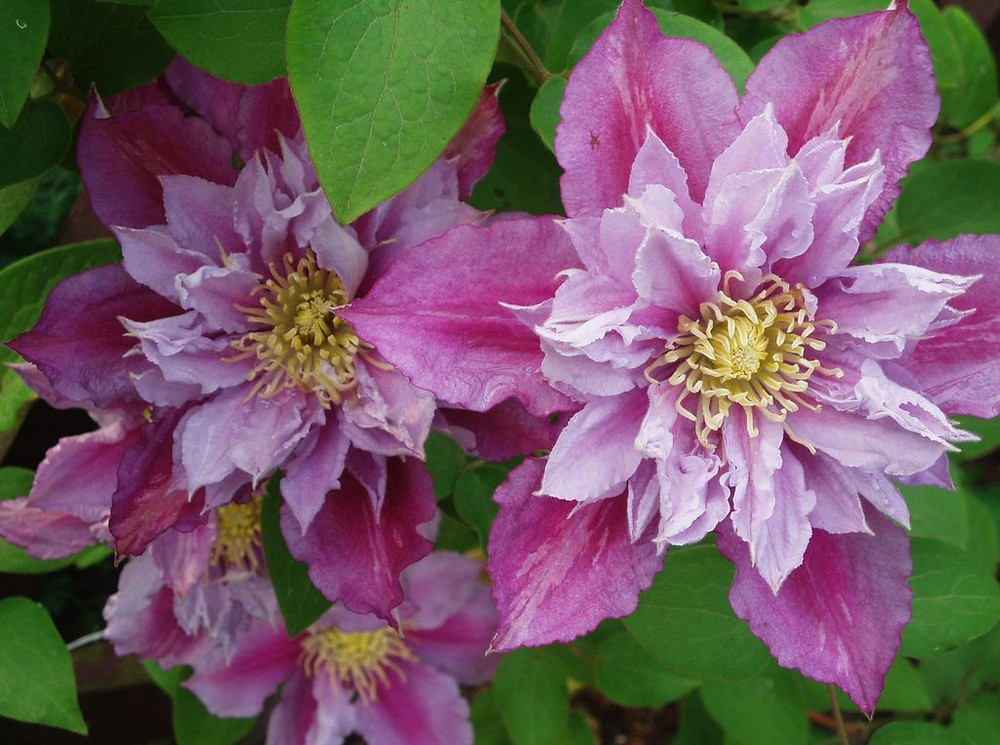 Piilu Clematis Vine - Heaviest Blooming Clematis - 2.5" Pot - Little Duckling