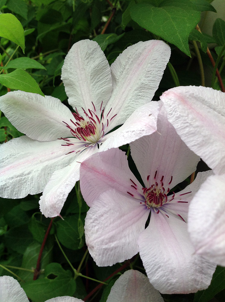 Pope John Paul II Clematis Vine - Potted - Magestic - 2.5" Pot