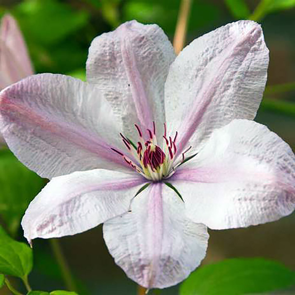 Pope John Paul II Clematis Vine - Potted - Magestic - 2.5" Pot
