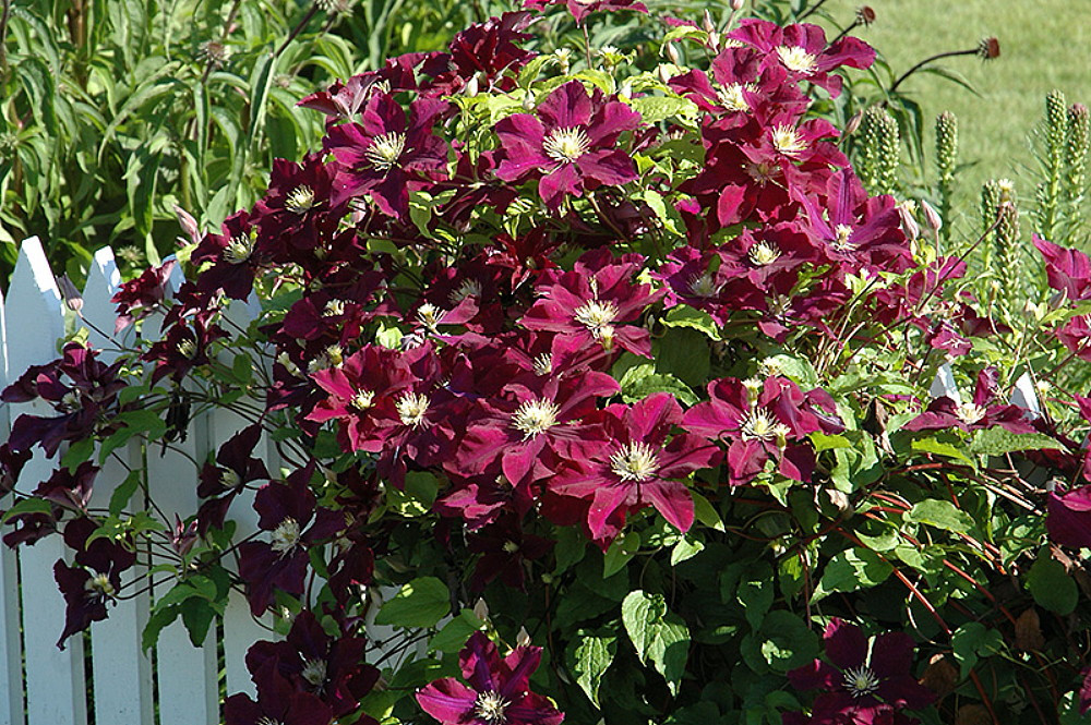 Midnight Showers Clematis Vine - Purple - 2.5
