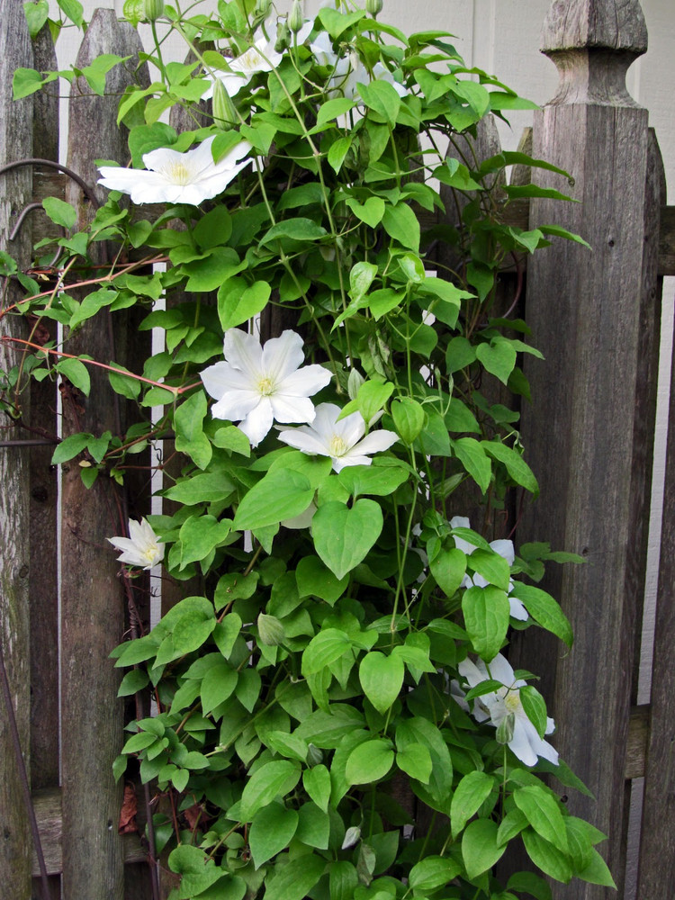 Henryi Clematis Vine - Pure White - 2.5" Pot