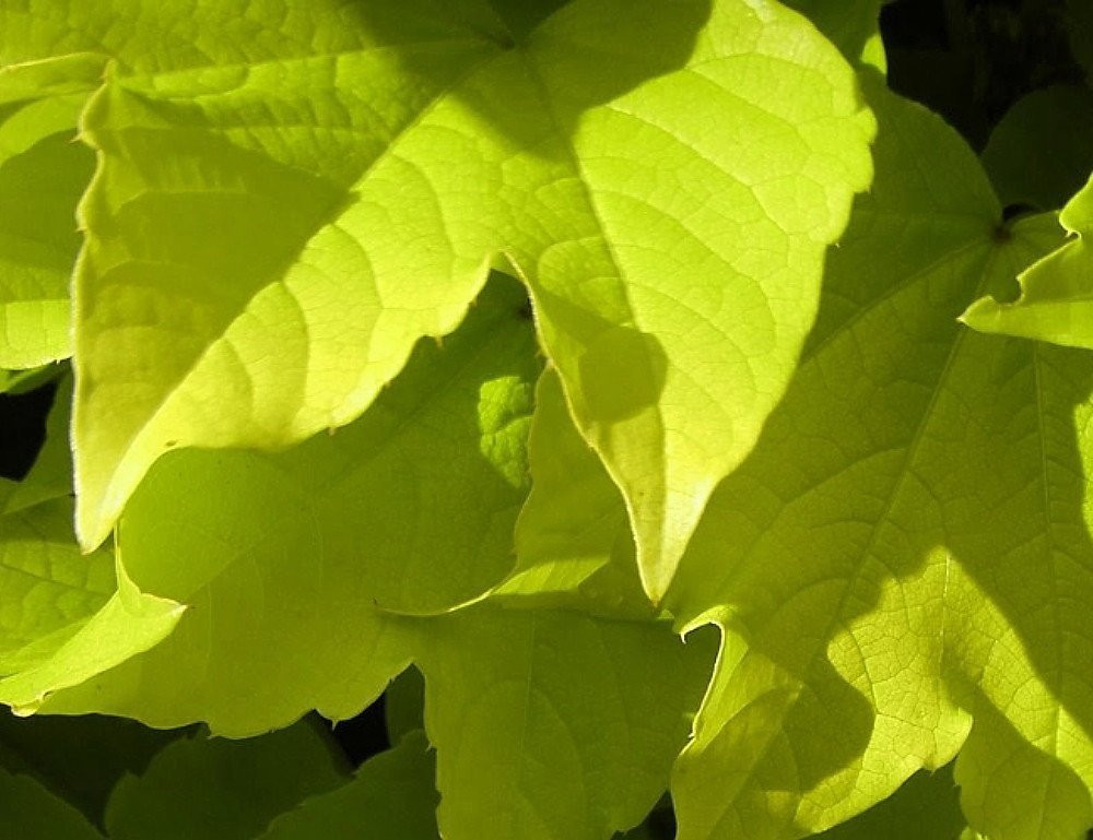 Parthenocissus tricuspidata 'Fenway Park' - Fenway Park Boston Ivy Broken  Arrow Nursery